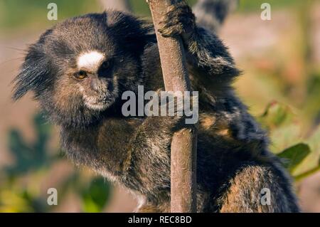 Buffy-getuftete - Ohr Marmosetten (Callithrix aurita), vom Aussterben bedroht Stockfoto