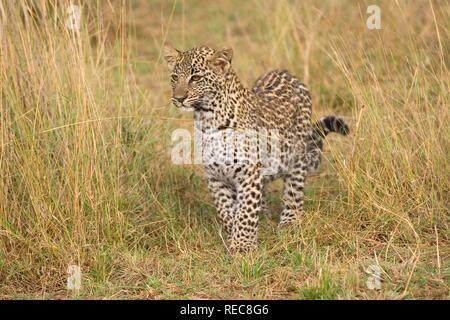 Junge Leopard (Panthera pardus), Masai Mara, Kenia, Ostafrika Stockfoto