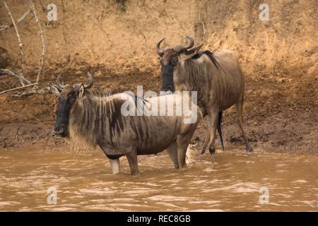 Weiß-bärtigen Gnus oder Streifengnu (connochaetes Taurinus) Überquerung des Mara River, Masai Mara National Park, Kenia Stockfoto