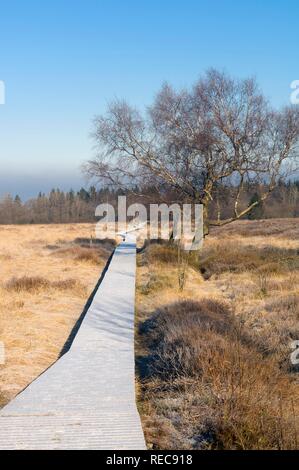 Hautes Fagnes finden im Winter, gefroren Boardwalk Im Platten Venn, Eupen, Provinz Lüttich, Belgien Stockfoto