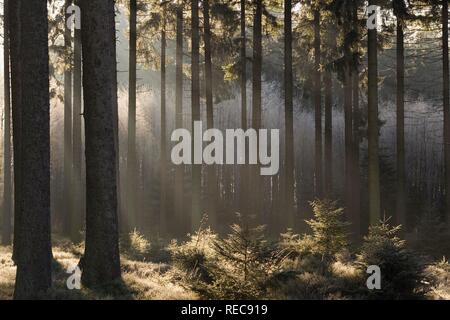 Hautes Fagnes finden im Winter, Nebel im Wald, Eupen, Provinz Lüttich, Belgien Stockfoto