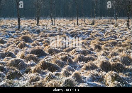 Hautes Fagnes finden im Winter, gefroren Moor, Eupen, Provinz Lüttich, Belgien Stockfoto