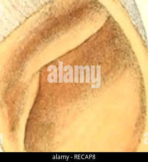 . Conchologia iconica oder, Abbildungen der Schalen von molluskous Tiere. Muscheln, Muscheln, Muscheln, Muscheln. . Bitte beachten Sie, dass diese Bilder sind von der gescannten Seite Bilder, die digital für die Lesbarkeit verbessert haben mögen - Färbung und Aussehen dieser Abbildungen können nicht perfekt dem Original ähneln. extrahiert. Reeve, Lovell, 1814-1865; Savill, Edwards und Co., Drucker; Spottiswoode &Amp; Co., Drucker; Reeve Benham &Amp; Reeve, Drucker von Platten; Vincent Brooks, Tag &Amp; Sohn, Drucker von Platten; Sowerby, G. B. (George Brettingham), 1812-1884; Sowerby, G. B. (George Br Stockfoto