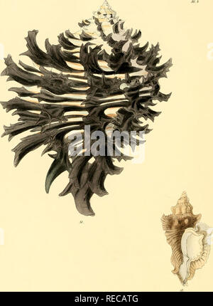. Conchologia iconica oder, Abbildungen der Schalen von molluskous Tiere. Muscheln, Muscheln, Muscheln, Muscheln. 50. Ich 5 crwerbY, leL et lith.. ^ Bfieve, Benhaair 5; Reeve, u. Bitte beachten Sie, dass diese Bilder sind von der gescannten Seite Bilder, die digital für die Lesbarkeit verbessert haben mögen - Färbung und Aussehen dieser Abbildungen können nicht perfekt dem Original ähneln. extrahiert. Reeve, Lovell, 1814-1865; Savill, Edwards und Co., Drucker; Spottiswoode &Amp; Co., Drucker; Reeve Benham &Amp; Reeve, Drucker von Platten; Vincent Brooks, Tag &Amp; Sohn, Drucker von Platten; Sowerby, G. Stockfoto