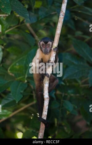 Kapuziner Kapuziner getuftet oder Braun oder Schwarz-capped Kapuziner (Cebus apella), Alta Floresta, Mato Grosso, Brasilien, Südamerika Stockfoto