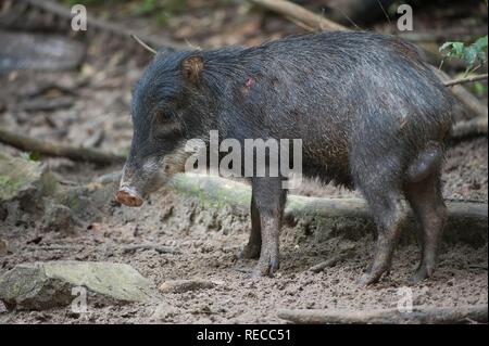 Weiß-lippigen Peccary (Tayassu pecari), Alta Floresta, Mato Grosso, Brasilien, Südamerika Stockfoto