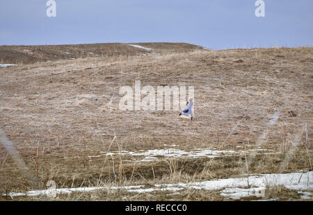 Frau läuft im Feld Stockfoto