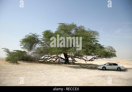 Baum des Lebens, der Natur Wunder in der Wüste, ca. 400 Jahre alte Akazie, Königreich Bahrain, Persischer Golf Stockfoto