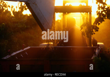 Am späten Nachmittag, Traktor gezogen Bulk bin Füllen mit frisch geernteten Weintrauben, Australien. Stockfoto