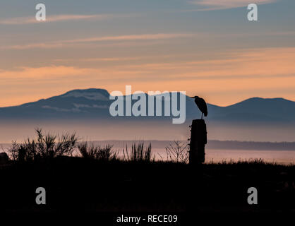 Great Blue Heron Stockfoto