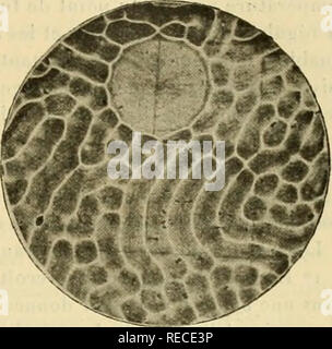 . Comptes Rendus hebdomadaires des séancen de l'Académie des sciences. Wissenschaft - Gesellschaften, etc.; Wissenschaft; Wissenschaft. . Bitte beachten Sie, dass diese Bilder sind von der gescannten Seite Bilder, die digital für die Lesbarkeit verbessert haben mögen - Färbung und Aussehen dieser Abbildungen können nicht perfekt dem Original ähneln. extrahiert. Académie des Sciences (Frankreich); Centre national de la recherche scientifique (Frankreich). Paris: publiés avec Le concours du Centre national de la recherche scientifique par MM.les secrétaires perpétuels: Gauthier-Villars Stockfoto