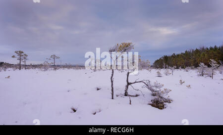 Schnee in der finnischen National park Sumpf. Stockfoto