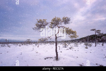 Schnee in der finnischen National park Sumpf. Stockfoto