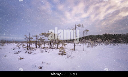 Schnee in der finnischen National park Sumpf. Stockfoto