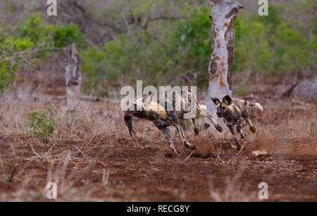 Ein paar Afrikanische Wildhunde Klammern für ein Spiel, der erste hält ein warzenschwein Sache in seine Zähne Stockfoto