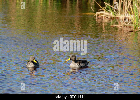 Zwei yellow-billed Enten (Anas undulata) im West Coast National Park Langebaan, Western Province, Südafrika. Stockfoto