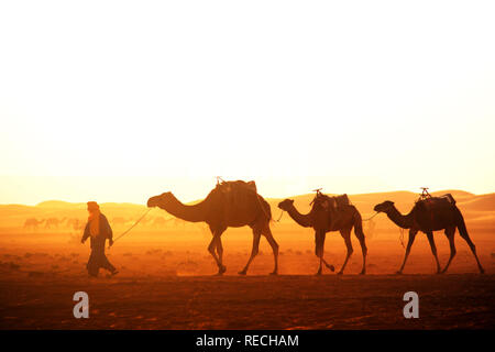 Karawane der Kamele in der Wüste Sahara, Marokko. Treiber - Berber mit drei Kamele Dromedar auf sunrise Himmel Hintergrund Stockfoto