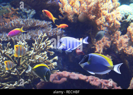 Unterwasser Szene mit Korallen, Anemonen und wunderschöne tropische Fische - Hepatus; blue Tang Stockfoto