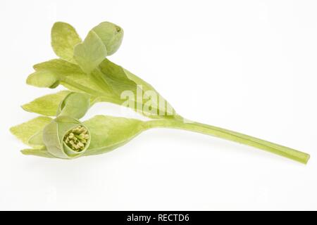 Stinkende Nieswurz, Dungwort oder Bear's Fuß (Helleborus purpurascens) Stockfoto