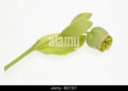 Stinkende Nieswurz, Dungwort oder Bear's Fuß (Helleborus purpurascens) Stockfoto