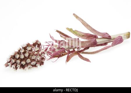 Heilpflanze gemeinsame Pestwurz (Petasites Hybridus) Stockfoto