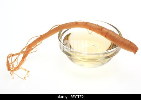 Ginseng Wurzel, Panax Ginseng Stockfoto