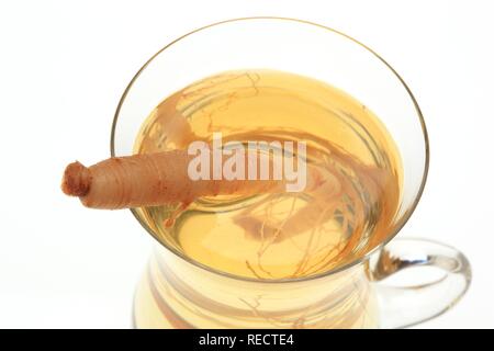 Ginseng Wurzel, Panax Ginseng Stockfoto