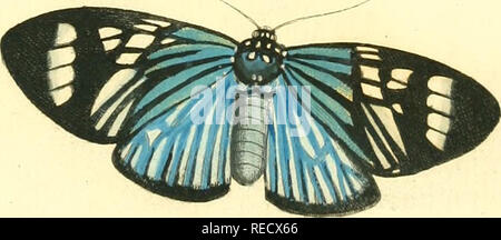 . Dr. Sulzers Abgekürtze der Insecten: / Dm Linaeischen System: Erster [-] Zweeter Theil. Insekten, Krebstiere, Insekten. . Bitte beachten Sie, dass diese Bilder sind von der gescannten Seite Bilder, die digital für die Lesbarkeit verbessert haben mögen - Färbung und Aussehen dieser Abbildungen können nicht perfekt dem Original ähneln. extrahiert. Sulzer, J. H. (Johann Heinrich), 1735-1813; Linné, Carl-von, 1707-1778; Römer, J.J.(Johann Jakob), 1763-1819. Genera insectorum Fabricii Linnaei et iconibus illustrata; Schellenberg, Johann Rudolf, 1740-1806, krank. Winterthur: Bey H. Steiner Stockfoto