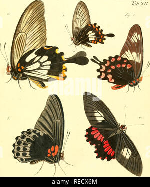 . Dr. Sulzers Abgekürtze der Insecten: / Dm Linaeischen System: Erster [-] Zweeter Theil. Insekten, Krebstiere, Insekten. iJi J .E11 DÜP'L KKA Ißb. XII. Bitte beachten Sie, dass diese Bilder sind von der gescannten Seite Bilder, die digital für die Lesbarkeit verbessert haben mögen - Färbung und Aussehen dieser Abbildungen können nicht perfekt dem Original ähneln. extrahiert. Sulzer, J. H. (Johann Heinrich), 1735-1813; Linné, Carl-von, 1707-1778; Römer, J.J.(Johann Jakob), 1763-1819. Genera insectorum Fabricii Linnaei et iconibus illustrata; Schellenberg, Johann Rudolf, 1740-1806, krank. Stockfoto