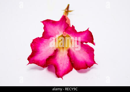 Adeniums obesum Blume auf weißem Hintergrund Stockfoto