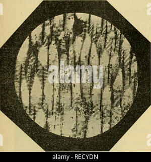 . Comptes Rendus hebdomadaires des séancen de l'Académie des sciences. Wissenschaft - Gesellschaften, etc.; Wissenschaft; Wissenschaft. [Abb. I Coupé longitudinale d'une Teil de bois de Lcpidodendron rhodumnense. Brutto. - J -. Abb. -^-- Sporanges de Chytridinée disposés en chapelet. Brutto-^^.. Bitte beachten Sie, dass diese Bilder sind von der gescannten Seite Bilder, die digital für die Lesbarkeit verbessert haben mögen - Färbung und Aussehen dieser Abbildungen können nicht perfekt dem Original ähneln. extrahiert. Académie des Sciences (Frankreich); Centre national de la recherche scientifique (Frankreich). Paris: publ. Stockfoto