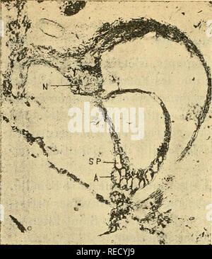 . Comptes Rendus hebdomadaires des séancen de l'Académie des sciences. Wissenschaft - Gesellschaften, etc.; Wissenschaft; Wissenschaft. Fis. 1. Abb. 2.. Bitte beachten Sie, dass diese Bilder sind von der gescannten Seite Bilder, die digital für die Lesbarkeit verbessert haben mögen - Färbung und Aussehen dieser Abbildungen können nicht perfekt dem Original ähneln. extrahiert. Académie des Sciences (Frankreich); Centre national de la recherche scientifique (Frankreich). Paris: publiés avec Le concours du Centre national de la recherche scientifique par MM.les secrétaires perpétuels: Gauthier-Villars Stockfoto