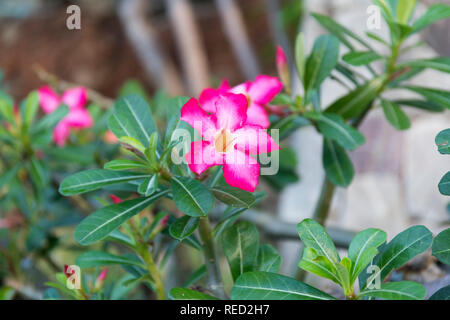 Makro Adeniums Obesum rosa Blüten. Closeup lila Blüte Hintergrund. Desert Rose. Stockfoto