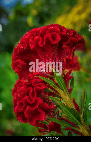 Schöne rote Celosia argentea cristata Blumen Stockfoto