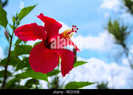 Schöne rote Hibiskus Blume Nahaufnahme Stockfoto