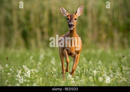 Rehe, hyla caprelous, Acros Wiese mit Wildblumen. Stockfoto