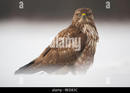 Alert, Mäusebussard Buteo buteo, sitzen auf den Schnee im Winter. Stockfoto