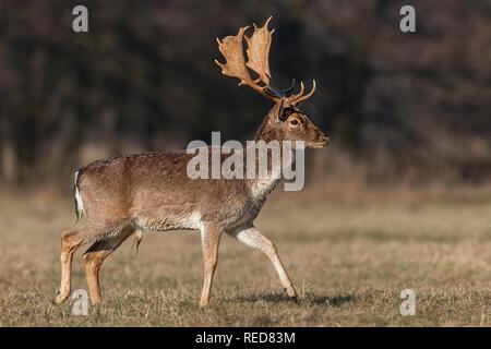 Damwild, Dama Dama, männliche Buck mit Geweih zu Fuß auf die Wiese im Frühjahr. Stockfoto