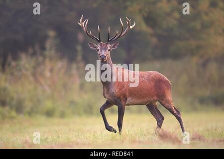 Wilde Hirsche, Cervus elaphus, wandern auf einer Wiese in natürlicher Umgebung. Stockfoto