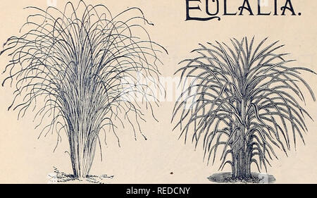 . Komplimente von der Jahreszeit. Samen Kataloge Kataloge; Lampen; Blumen (Pflanzen); Frucht Kataloge Kataloge. EULALIA.. • MTT. ATTA GRACaXLTJIA TJXIVITTATA. Sulalla Gracillima univittata. Das ist der schönste und Nützliches aller Eulalias. Es hat schmale grüne Laub, mit einem silbernen • weiße Mittelrippe. Die Anlage ist von einem anmutigsten Gewohnheit des Wachstums, und ist sehr schön für Decora - Reifen Zwecke zu verwenden, oder als Anlage lor Vasen, und, vollkommen winterhart, es wird eine bewundernswerte Rasen Pflanze, für ETJT. ATJA JAPONICA VARTEGATA. Welchem Zweck Es wird zweifellos werden können - sind sehr beliebt. Anlagen, e Stockfoto