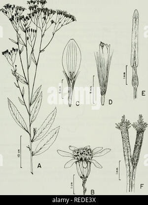 . Compositae Newsletter. Compositae. Comp. Newsl. 46, 2008. Abb. 1. Graphistylis riopretensis A. Teles&amp; b Nord. A:, Gewohnheit; B: Kopf; C: Zungenblüte; D: disk Blümchen; E: staubfaden; F: Stil. Alle von der holotyp (Bhcb).. Bitte beachten Sie, dass diese Bilder sind von der gescannten Seite Bilder, die digital für die Lesbarkeit verbessert haben mögen - Färbung und Aussehen dieser Abbildungen können nicht perfekt dem Original ähneln. extrahiert. Naturhistoriska riksmuseet (Schweden). Abt. der Phanerogamic Botanik. Columbus, Ohio: Lehrstuhl für Botanik, Ohio State University Stockfoto