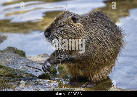 Nutrias/Nutria - nutria Myocastor Stockfoto
