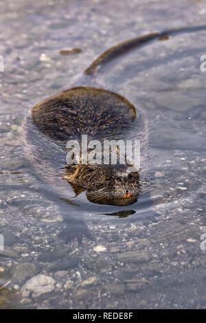 Nutrias/Nutria - nutria Myocastor Stockfoto