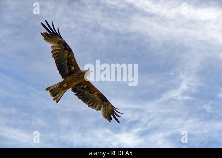 Europäische schwarze Drachen - MILVUS MIGRANS migrans Stockfoto