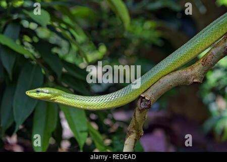 Red-tailed ratsnake Gonyosoma oxycephalum grün - Stockfoto