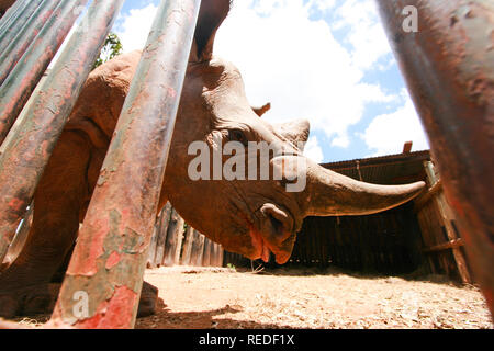 Nahaufnahme der Ein Rhino hinter einem Käfig. Das Foto wurde in der Nairobi Rincerre Recovery Center genommen Stockfoto