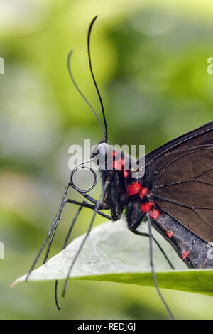 Iphidamas cattleheart Schmetterling - Parides iphidamas Stockfoto