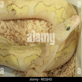 Albino royal Python in einem Terrarium Stockfoto