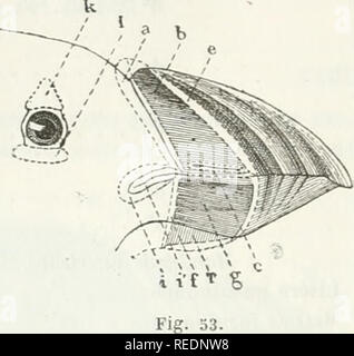 . Compte Rendu. Wissenschaft; Wissenschaft - Kongresse. 614 ZOOLOGIE ET ZOOTECHNIE Après-ski avoir Dekor crit la Konformation du Bec et des ornements palpÃ © - braux du Macareux arctique Au Printemps et en Hiver, il me reste à dire Kommentar s'accomplit Le travail de mÃ©tamorphose.. Bitte beachten Sie, dass diese Bilder sind von der gescannten Seite Bilder, die digital für die Lesbarkeit verbessert haben mögen - Färbung und Aussehen dieser Abbildungen können nicht perfekt dem Original ähneln. extrahiert. Association franaise pour l'avancement des Sciences. Paris, Sekretariat de lAssociation Stockfoto