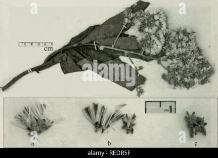 . Compositae Newsletter. Compositae. 72 Comp. Newsl. 46, 2008 Ich habe ' ' ICH '^'^ bin"?. Abb. 3. Ein blühender Zweig der Vernonia" monosis" mit 6^4 blühenden Köpfe (ex. a&amp; b) von Bababudangiri Hills: Kemmangundi, alt. 810m, S. Aravajy, 24.02.1991, HIFP (siehe Tabelle 2). Das Blatt Zeichen (Marge gesamte, Form verkehrt eiförmig, Oberfläche pubertierenden auf die Nerven oben, dicht Braun tomentose unter) dieses Muster ähnlich wie die der 1-blühenden V. monosis (cf Glücksspiel 1921).. Bitte beachten Sie, dass diese Bilder aus gescannten Seite Bilder, die digital zum Lesen erhöht worden sein können extrahiert werden Stockfoto